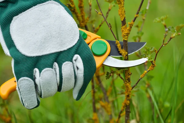 春はブッシュを剪定する セクター付き手袋の庭師の手 — ストック写真