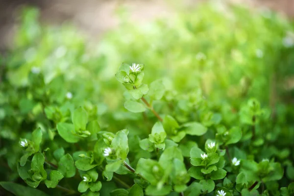 Spring Stellaria Media Grows Nature Group Plants Small White Blossoms — Photo