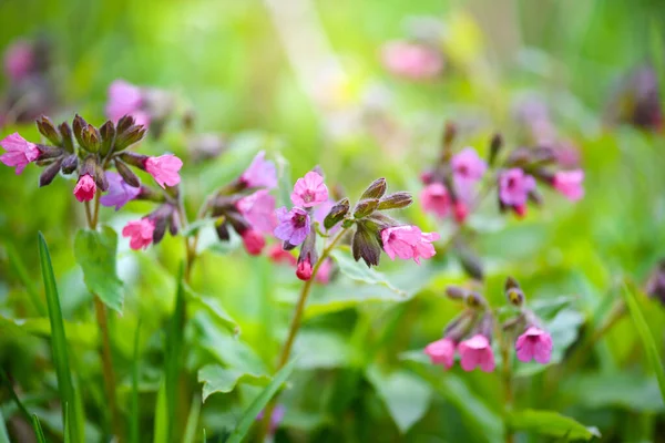 Pulmonaria Flowers Meadow Floral Background — Stock Photo, Image