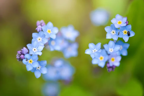 Krásné Zapomenuté Modré Divoké Květiny Myosotis Rozmazaném Pozadí Zelené Trávy — Stock fotografie