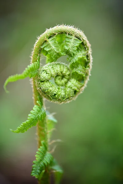 Mladé Natáčení Common Male Fern Dryopteris Filix Mas — Stock fotografie