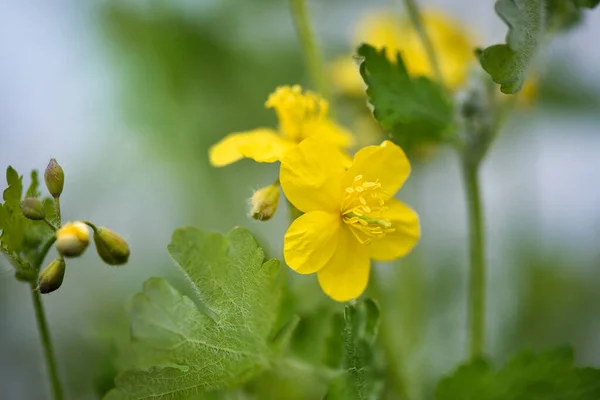 Greater Celandine Yellow Wild Flowers Close Chelidonium Majus Flowering Medicinal — Stockfoto