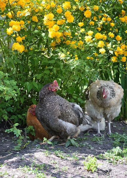 Hens under a spring bush of yellow flowers. Free range chickens on a lawn