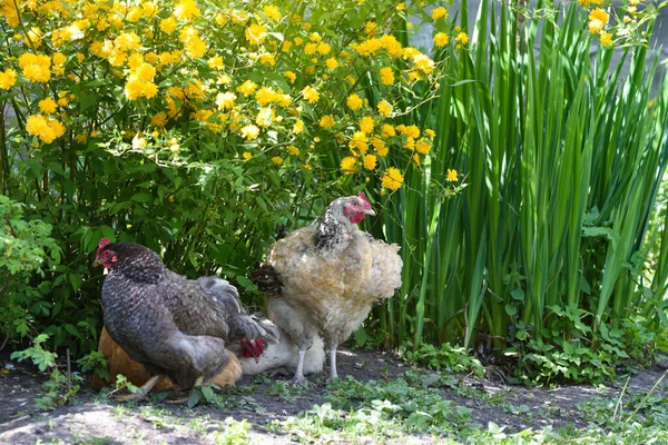 Hens under a spring bush of yellow flowers. Free range chickens on a lawn