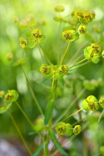 Nahaufnahme Der Gelben Blüten Der Zypressenmilchmilch Euphorbia Cyparissias Weicher Fokus — Stockfoto