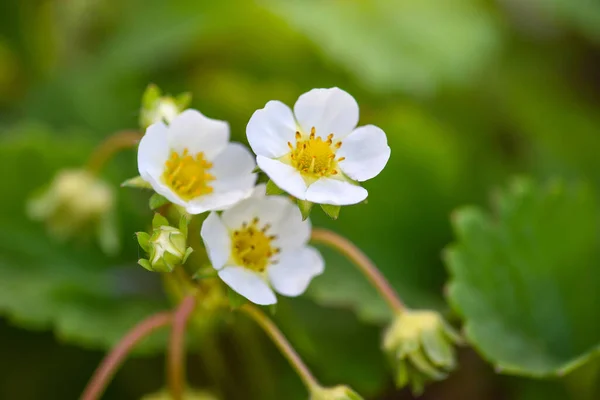 Aardbeienbloesem Witte Aardbeienbloemen Het Voorjaar Selectieve Focus — Stockfoto