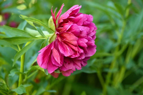 Pink Peony Flower Paeonia Garden — Stock Photo, Image