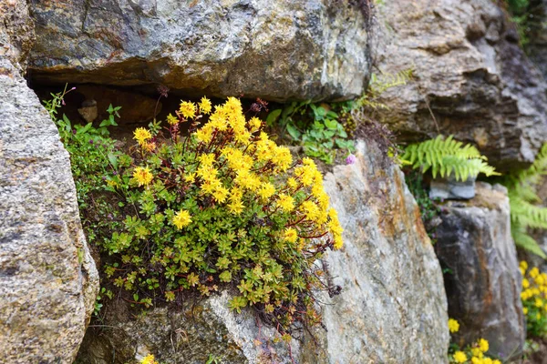 Early Spring Yellow Flowering Groundcover Plant Stonecrop Sedum — Stockfoto