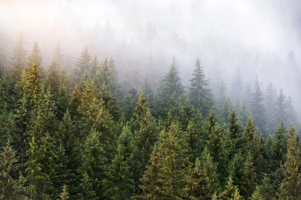 Mglisty Letni Poranek Alpach Malownicza Mgła Lesie Świerkowym Zboczach Gór — Zdjęcie stockowe
