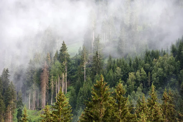 Foggy Summer Morning Alps Scenic Fog Spruce Forest Mountain Slopes — Stock fotografie