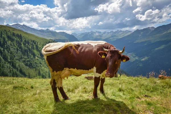 Cow Grazing Mountain Pasture Alps Mountains Tirol Austria View Picturesque — Zdjęcie stockowe