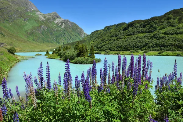 Lake Zeinissee Galtur Turquoise Water Blue Lupines Austria — Photo