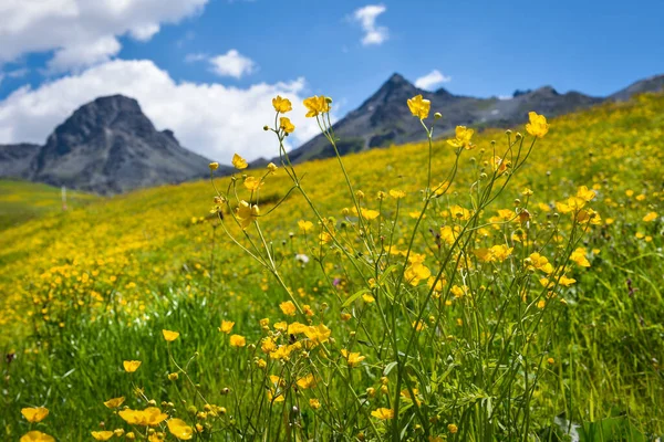 Beautiful Flowering Alpine Meadows Background Mountains Sky Clouds Ranunculus Acris — Stock Photo, Image