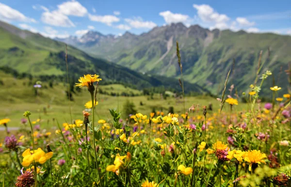 Beautiful Flowering Alpine Meadows Background Mountains Sky Clouds — Photo