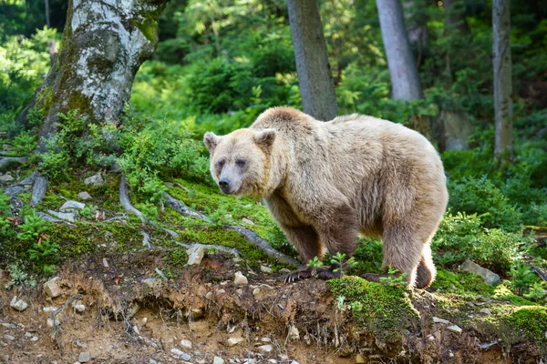 Genç Boz Ayı Ursus Arctos Yaz Ormanında Doğal Ortamdaki Hayvanlar — Stok fotoğraf