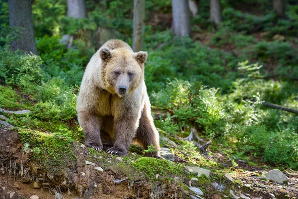 Young Brown Bear Ursus Arctos Summer Forest Animal Natural Habitat — Stock Photo, Image