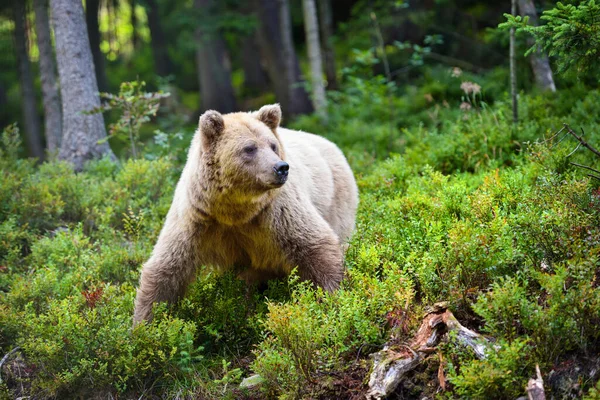 브라운 Ursus Arctos 숲에서 자라는 곰이다 서식지의 동물들 — 스톡 사진