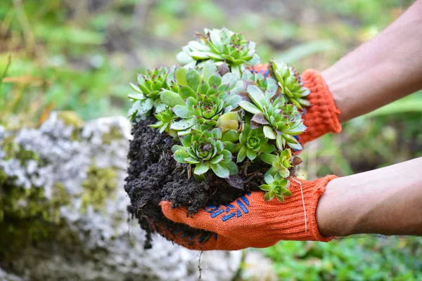 Bahçıvan Bahçeye Sempervivum Ekiyor Bahar Bahçesi Konsepti — Stok fotoğraf