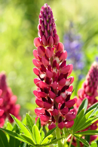 Blooming Lupine Flowers Lupinus Polyphyllus Garden Close Royalty Free Stock Photos