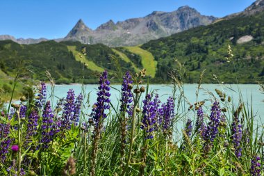 Lupine flowers near lake Kops with turquoise water in austrian Galtur, Vorarlberg