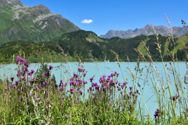 Thistle flowers (Carduus kerneri) near lake Kops with turquoise water in austrian Galtur, Vorarlberg 