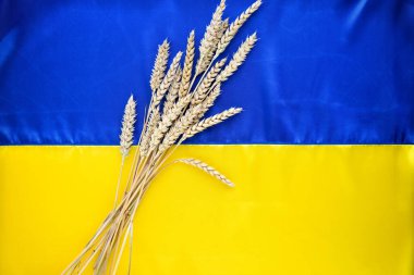 Wheat spikelets on the background of the flag of Ukraine. Harvest of wheat and Ukraine concept. Flat lay, copy space