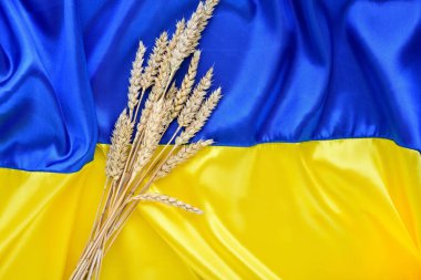Wheat spikelets on the background of the flag of Ukraine. Harvest of wheat and Ukraine concept. Flat lay, copy space