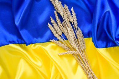 Wheat spikelets on the background of the flag of Ukraine. Harvest of wheat and Ukraine concept. Flat lay, copy space