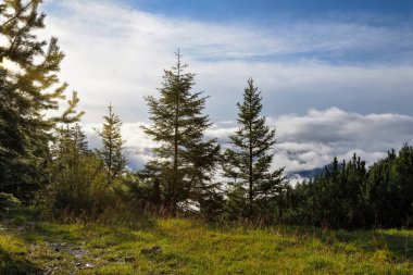 A wonderful sunny morning in the mountains after the rain.