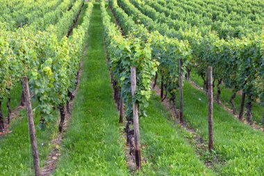 Rows of Vineyard Grape Vines. A view of a vineyard.