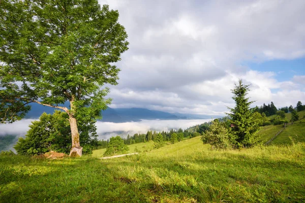 Görkemli dağ vadisi sis ve yeşil alp çayırlarıyla kaplıdır. Sisli bir manzara. Mekan: Karpat Dağları, Ukrayna, Avrupa.