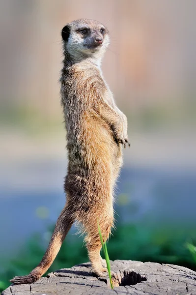 Een meerkat staande rechtop en zoek waarschuwing — Stockfoto