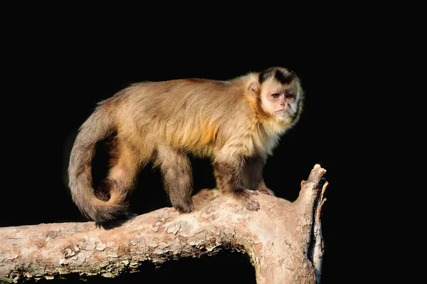 Καπουτσίνων μαϊμού — Φωτογραφία Αρχείου