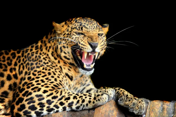 Leopardo — Fotografia de Stock