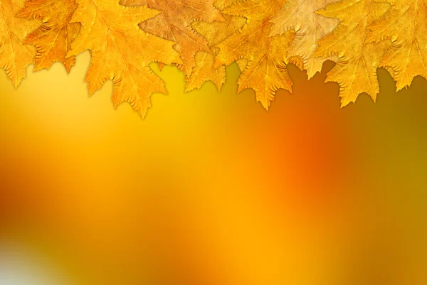 Fondo de otoño —  Fotos de Stock