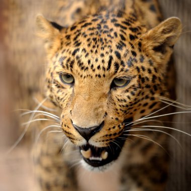 leopar