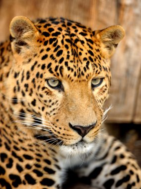 leopar