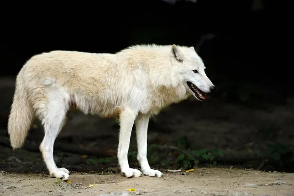 森の中で野生のオオカミ — ストック写真