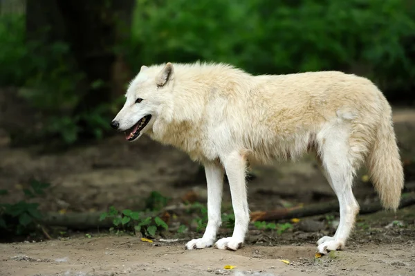 森の中で野生のオオカミ — ストック写真