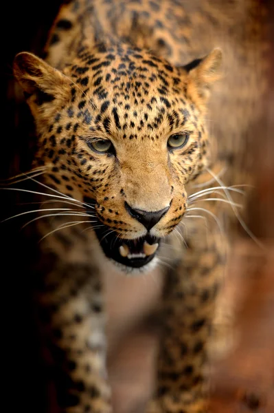 Leopard — Stockfoto