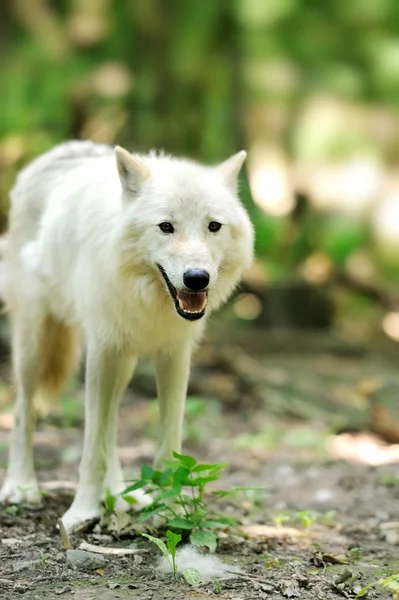 Lobo salvaje en el bosque — Foto de Stock