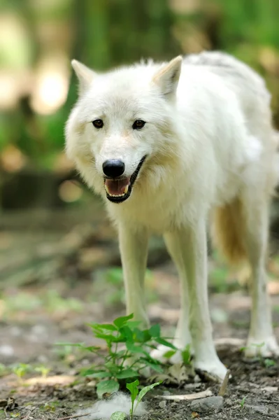 野狼在树林里 — 图库照片