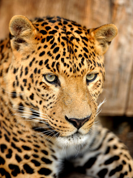 Leopard