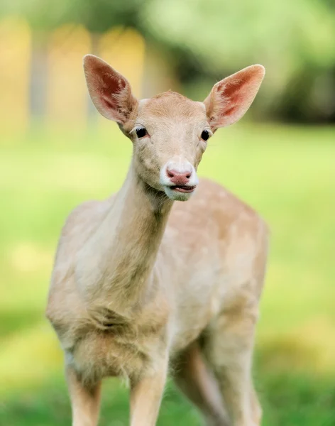 Unga rådjur — Stockfoto