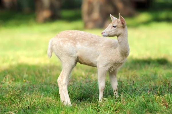 Young deer — Stock Photo, Image