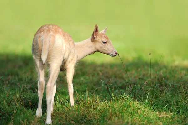 Unga rådjur — Stockfoto