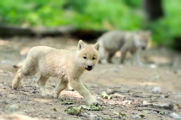 Arctic Wolf Newborn Pups