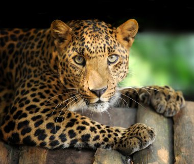 leopar