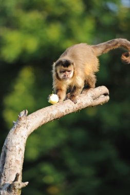 capuchin maymunu