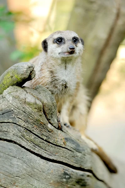 A meerkat standing upright and looking alert — Stock Photo, Image